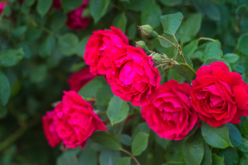 Red Roses on the Branch in the garden. Close-up view