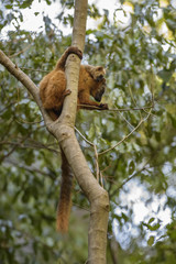 Red Lemur - Eulemur rufus, Tsingy de Behamara, Madagascar. Cute primate from Madagascar dry forest.