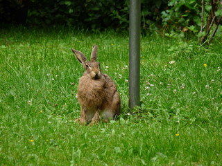 Hase im Garten