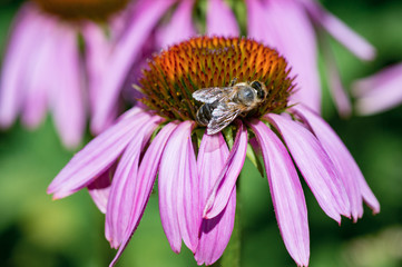 Vibrant Purple Coneflower with bee on top the flower