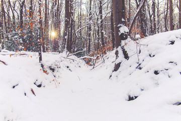 Forêt sous la neige