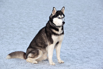 Dog breed Siberian Husky sitting on the frozen lake