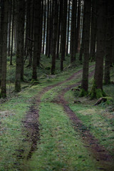 Lost track in the woods in the south of germany