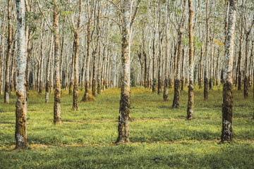 View of treelined forest