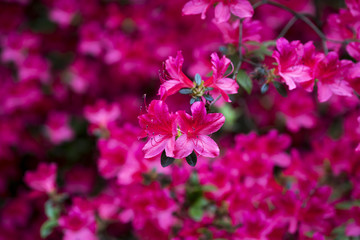 Nahaufnahme von pinken Azaleen im Garten im Frühling