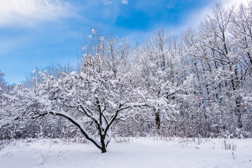 Winter forest with snow-covered branches. Frosty blue sky