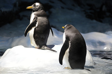 Two gentoo penguin (pygoscelis papua) resting in the ice