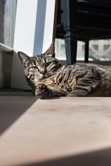 Gray and black tabby cat with a paw out and an attitude