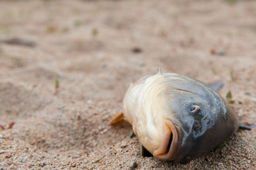 Fish in the sand, carp, background