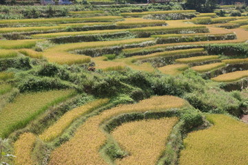 yellow fields landscape