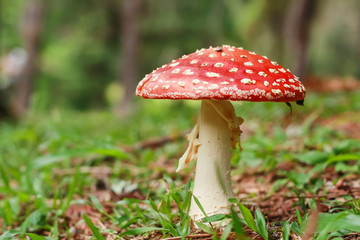 Red mushroom