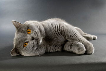 Britisch Kurzhaar Kater auf grauem Hintergrund