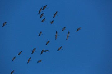 vol de grues