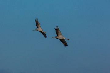 vol de grues