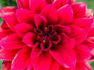 Beautiful red dahlia flower in a park. Top view