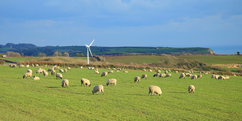 Herd of sheep on the farmland in East Devon