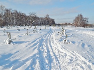 Fototapeta na wymiar Ski track in the city park on a sunny winter day