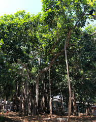 Árbol de caucho
