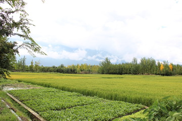 yellow fields landscape