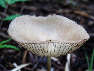 Cogumelo no ch&atilde;o da floresta