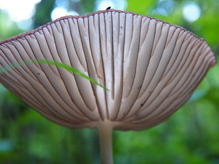 Cogumelo no ch&atilde;o da floresta