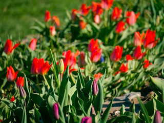 Group of red tulips are growing on a spring meadow. Beauty in nature. Summer day.