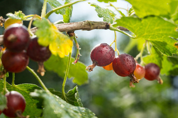 Branch with sweet ripe green gooseberries (agrus) in the garden