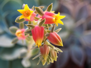 Flor de suculenta