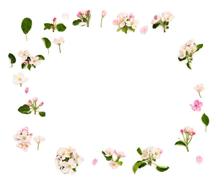 Frame of flowers apple tree on a white background with space for text. Top view, flat lay