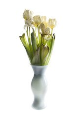 Withered tulips in a vase. Isolated on white background