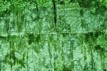 Green Palm tree bark texture Wooden background for web site and mobile devices