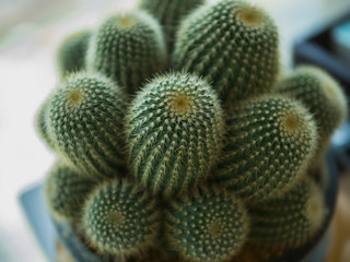 Cactus, Cactus thorns, Close up thorns of cactus, Cactus Background