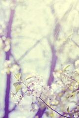 Spring. White flowers of a flowering cherry at haze and sunbeams on a  blurred background of nature. Lights of a sun. Blurred space for text