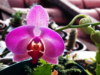 Flor de orqu&iacute;dea