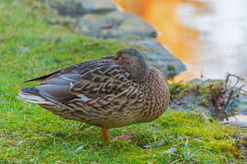 duck wild - female standing on one leg and sleeping