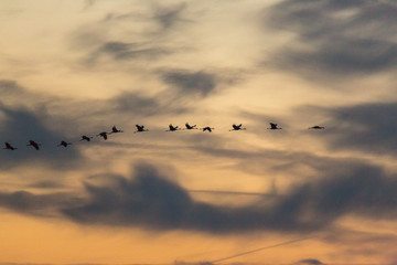vol de grues au levée du soleil 