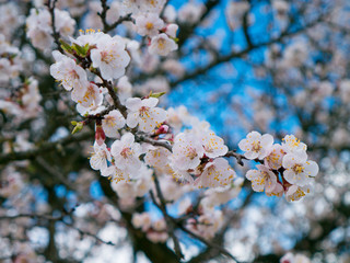 Obraz premium Blooming wild apricot in the garden. Spring flowering trees. Pollination of flowers of apricot.