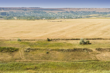 Fototapeta premium Rural scenery in Moldavia. Golden fields and sheep flock in the distance.