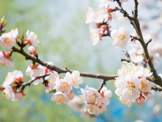 Apricot tree flowers. Spring white flowers on a tree branch. Apricot tree in bloom. Spring seasons time of year. White flowers of apricot tree
