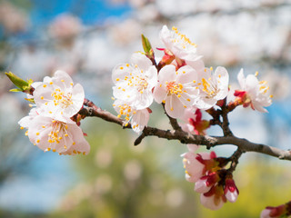 Apricot tree flower with buds and blossoms blooming at springtime, vintage retro floral background