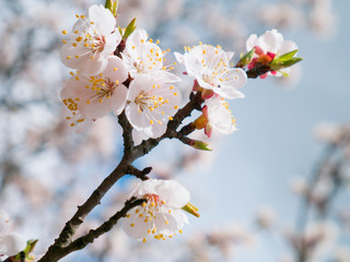 Apricot tree flowers with soft focus. Spring white flowers on a tree branch.  Apricot tree in bloom. Spring, seasons, white flowers of apricot tree close-up.