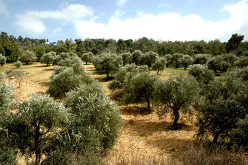 Jordanie, champs d'oliviers 