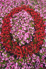 Number Zero made from Pink and Red Begonias