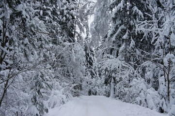 Beatiful winter forest in Russia