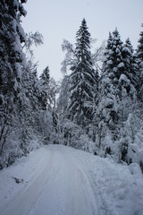 Beatiful winter forest in Russia