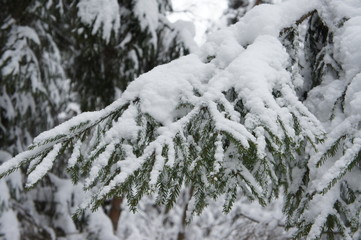 Beatiful winter forest in Russia