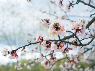  flowering branch close-up. Spring garden of flowering apricots. Spring color. Apricot branch color close-up Buds on the branches of the apricot tree spring