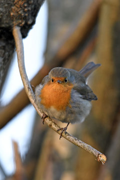 Rotkehlchen (Erithacus rubecula) - robin 