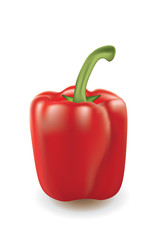 Red bell pepper on white background, vector