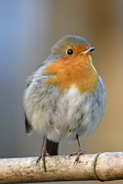 Rotkehlchen (Erithacus rubecula) - robin 